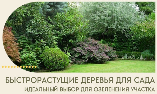 Быстрорастущие деревья для сада идеальный выбор в Великом Устюге